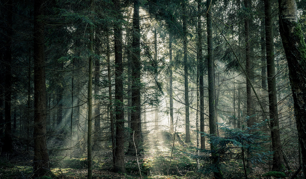 Röjning - den bästa värdehöjaren för din skog?
