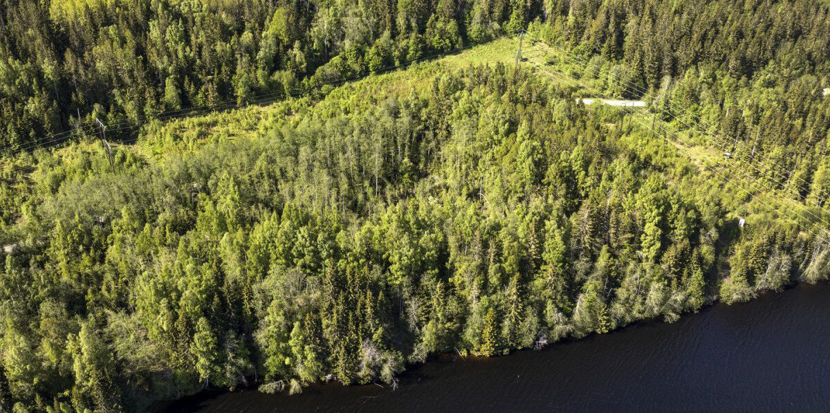 Skogsnejd köper svensk skog